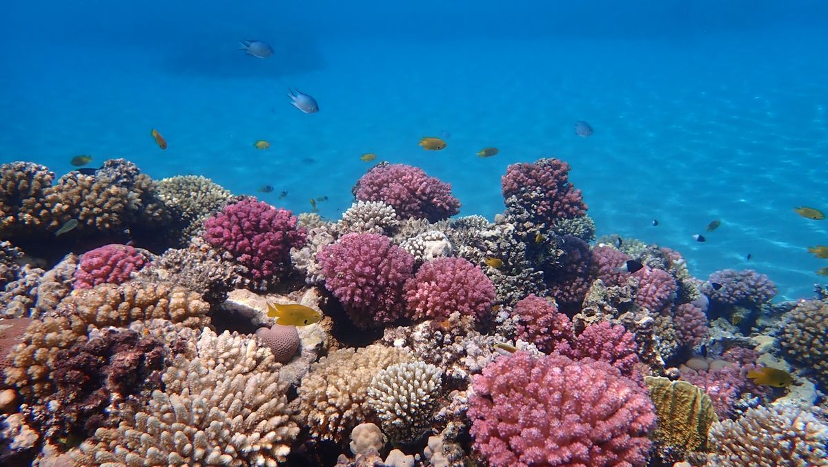 Fort Arabesque